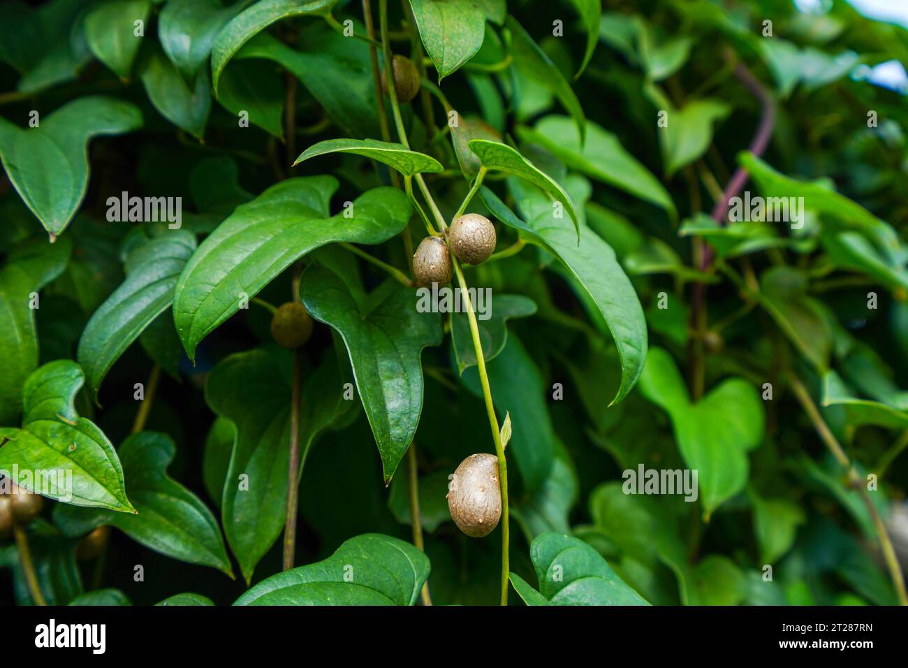 Yam beans on the plant Stock Photo Alamy