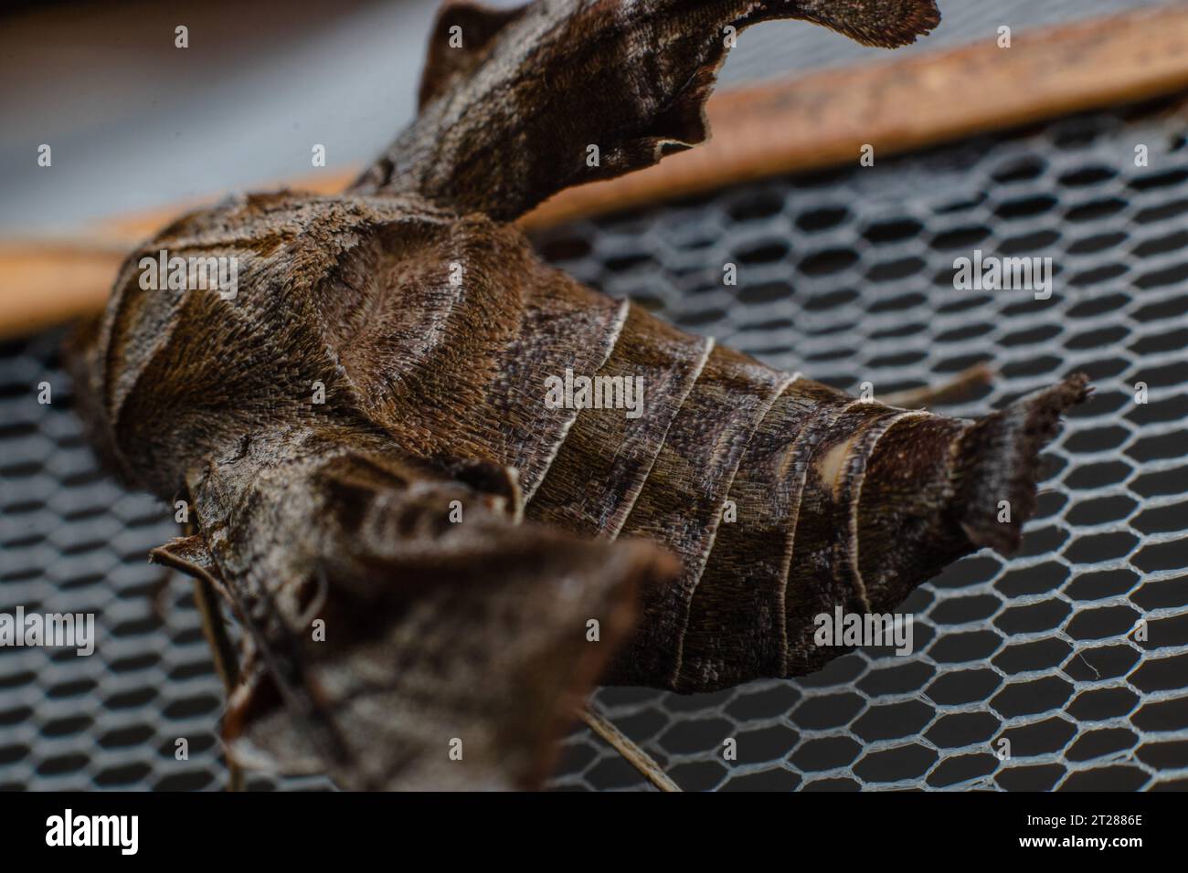 Invertebrete hi-res stock photography and images - Alamy