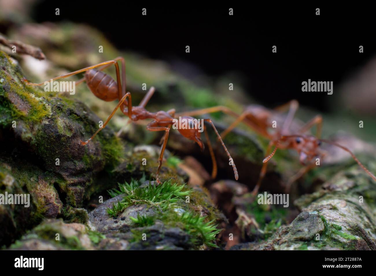 Weaver ant or Oecophylla Smaragdina taken in Karangasem Bali, Indonesia Stock Photo