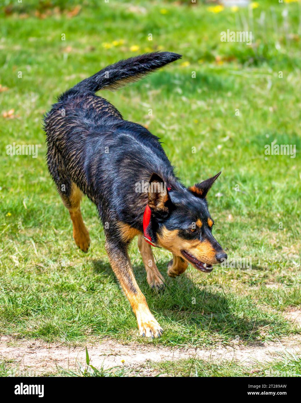 Working kelpie hi res stock photography and images Page 3 Alamy