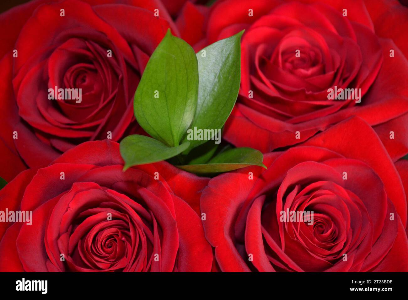 Rosy bouquet hires stock photography and images Alamy