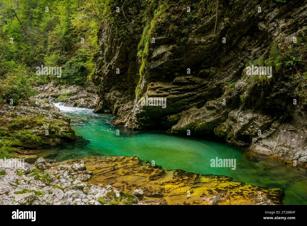 The Vintgar Gorge or Bled Gorge is a 1.6-kilometer (0.99 mi) gorge , carved by the Radovna River near Bled, Slovenian Alps, Slovenia. Stock Photo