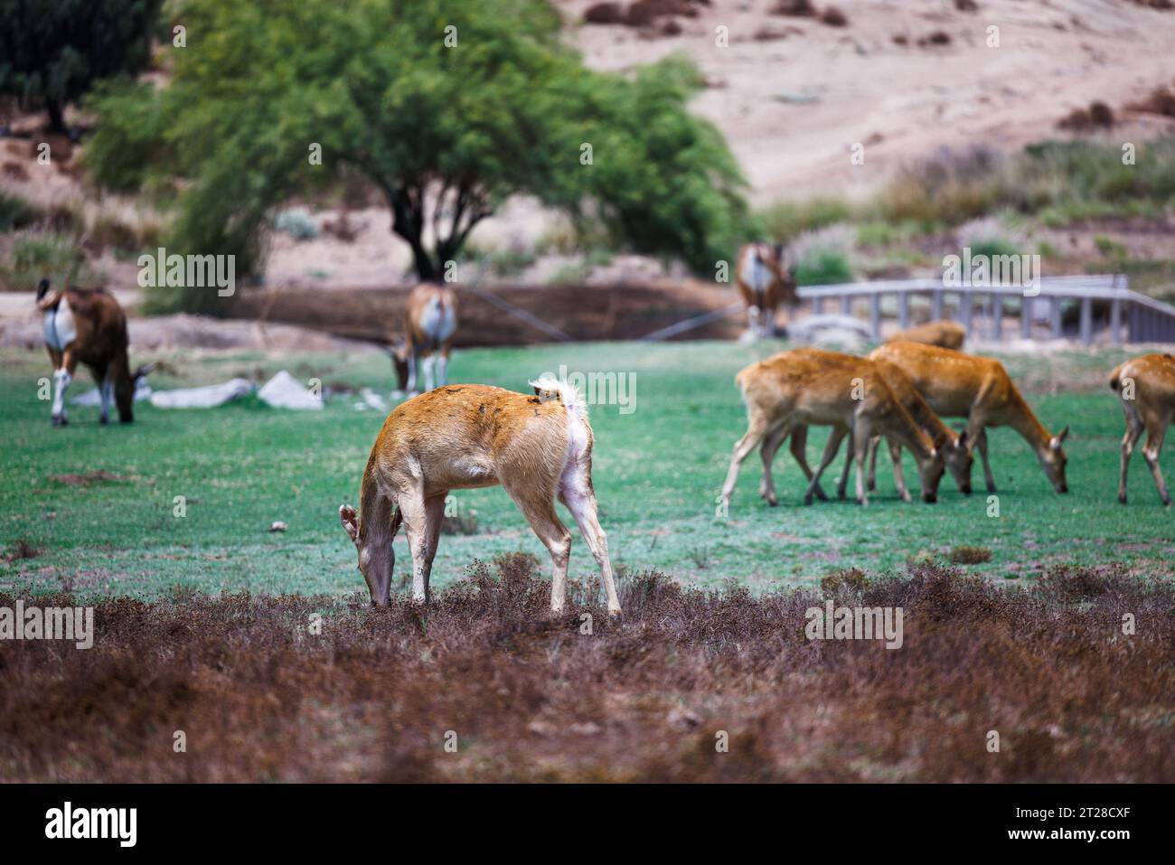 african deer grazing on green grass Stock Photo