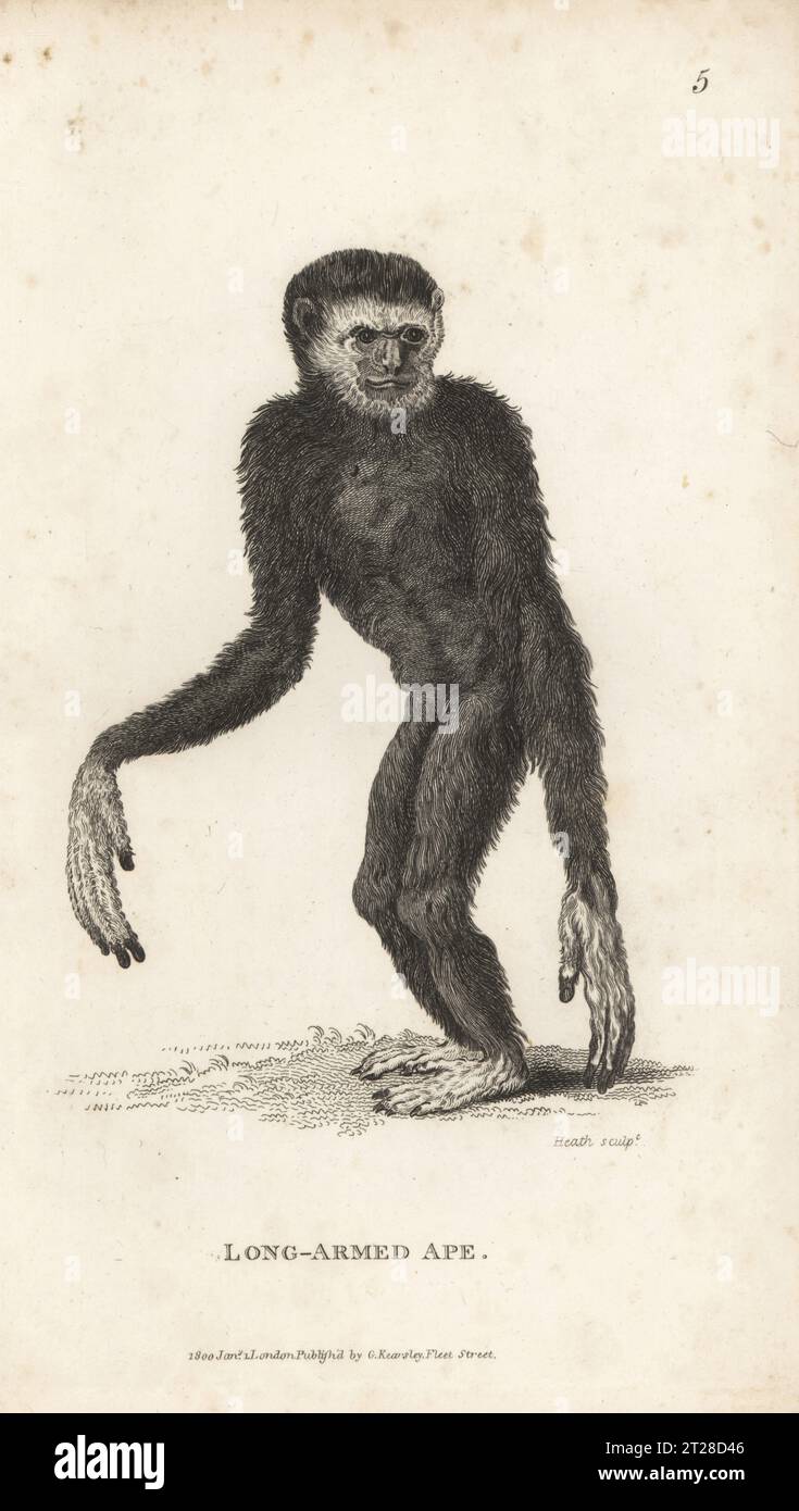 Um macaco albino do Velho Mundo, gênero Ceropithecus, vestindo um suéter no  zoológico de Londres em julho de 1922 (foto bw)