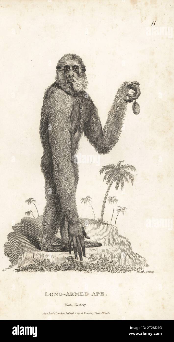 White-handed gibbon or lar gibbon, Hylobates lar, albino? Endangered. Long-armed ape, white variety, Simia lar. After an illustration by Charles Reuben Ryley of a specimen in the Museum Leverianum, 1791. Copperplate engraving by James Heath from George Shaw’s General Zoology: Mammalia, G. Kearsley, Fleet Street, London, 1800. Stock Photo