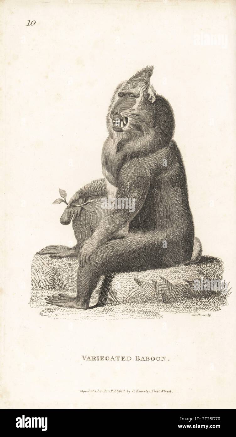 Mandrill, Mandrillus sphinx. Variegated baboon, Simia mormon. After an illustration by Charles Reuben Ryley in Museum Leverianum, 1792. Copperplate engraving by James Heath from George Shaw’s General Zoology: Mammalia, G. Kearsley, Fleet Street, London, 1800. Stock Photo