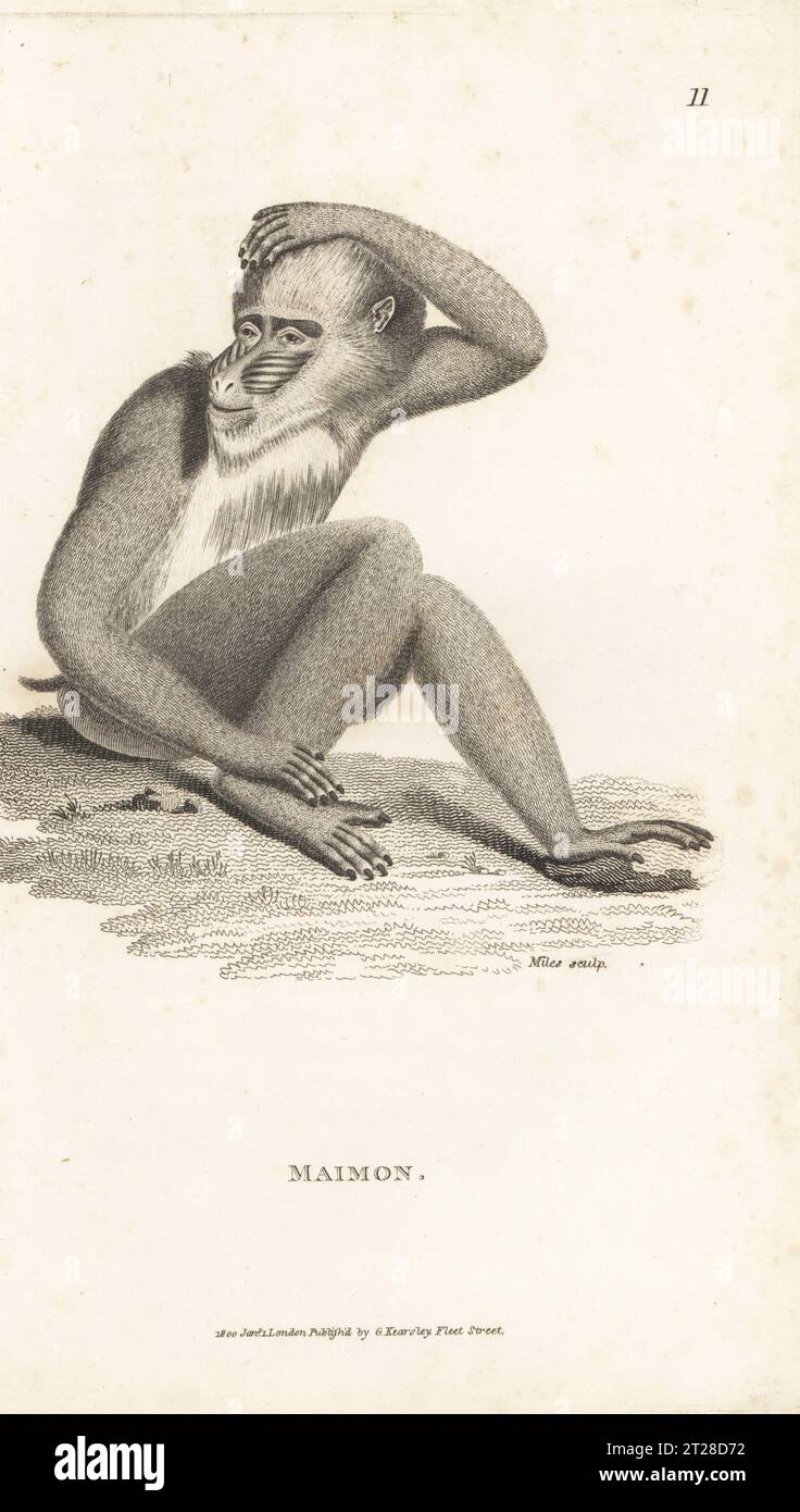 Mandrill, Mandrillus sphinx. Maimon, Simia maimon. After an illustration by James Sowerby in Speculum Linnaeanum, 1790. Copperplate engraving by Miles from George Shaw’s General Zoology: Mammalia, G. Kearsley, Fleet Street, London, 1800. Stock Photo