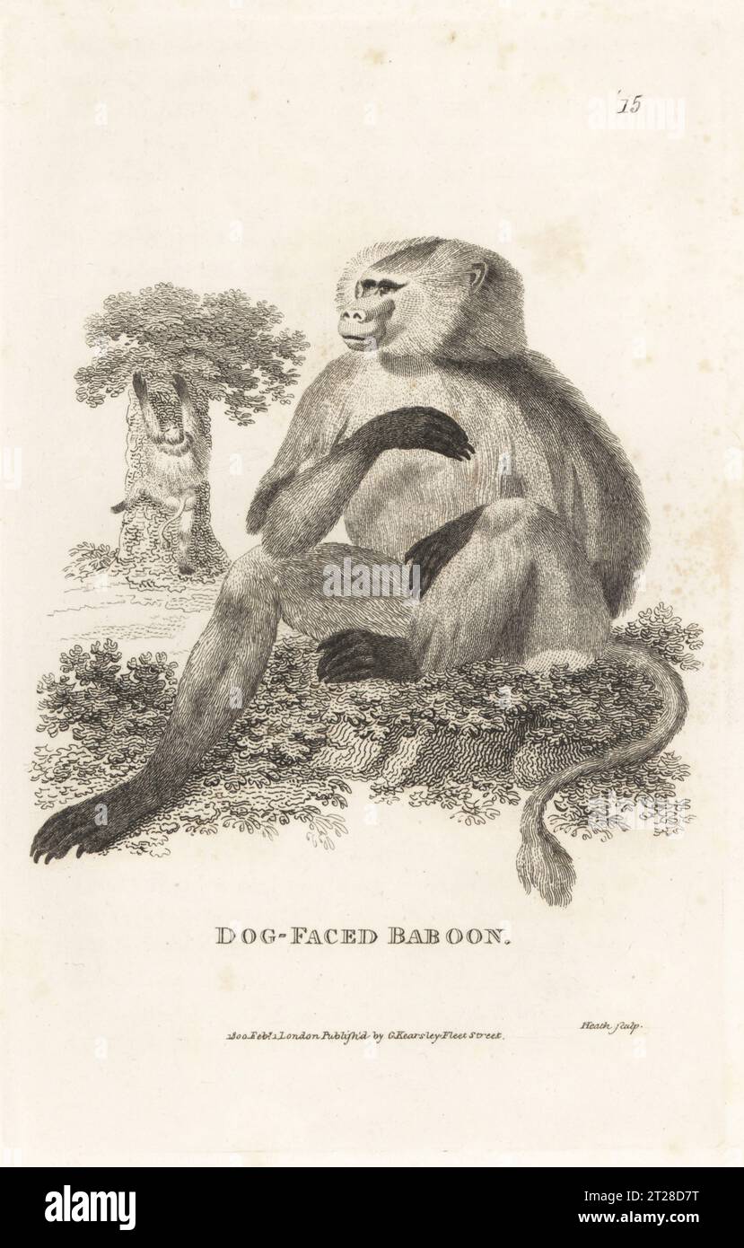 Hamadryas baboon, Papio hamadryas. Dog-faced baboon, Simia hamadryas. After an illustration by James Sowerby in the Speculum Linnaeanum, 1790. Copperplate engraving by James Heath from George Shaw’s General Zoology: Mammalia, G. Kearsley, Fleet Street, London, 1800. Stock Photo