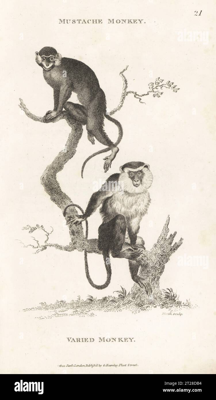 Moustached guenon, Cercopithecus cephus, and mona monkey, Cercopithecus mona. Mustache monkey, Simia cephus, and varied monkey, Simia mona. After illustrations by Jacques de Seve in Comte de Buffon's Histoire Naturelle. Copperplate engraving by James Heath from George Shaw’s General Zoology: Mammalia, G. Kearsley, Fleet Street, London, 1800. Stock Photo
