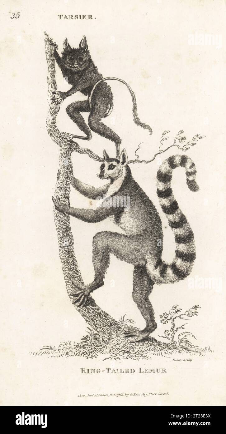 Spectral tarsier, Tarsius spectrum, and endangered ring-tailed lemur, Lemur catta. After illustrations by Jacques de Seve (Buffon) and Charles Reuben Ryley (Museum Leverianum). Copperplate engraving by James Heath from George Shaw’s General Zoology: Mammalia, G. Kearsley, Fleet Street, London, 1800. Stock Photo
