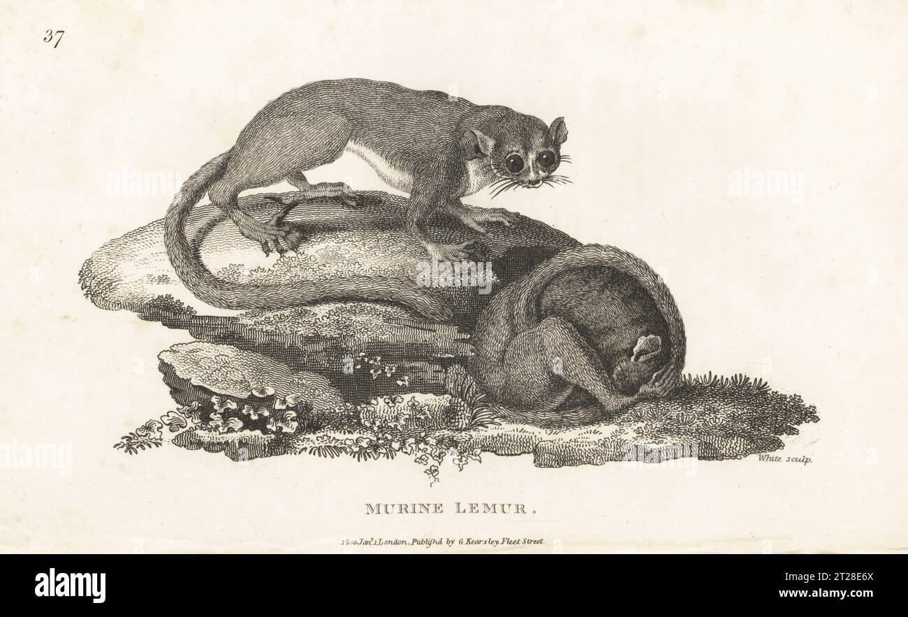 Gray mouse lemur, Microcebus murinus. Murine lemur, Lemur murinus. After an illustration by Peter Brown in New Illustrations of Zoology, 1776. Copperplate engraving by White from George Shaw’s General Zoology: Mammalia, G. Kearsley, Fleet Street, London, 1800. Stock Photo
