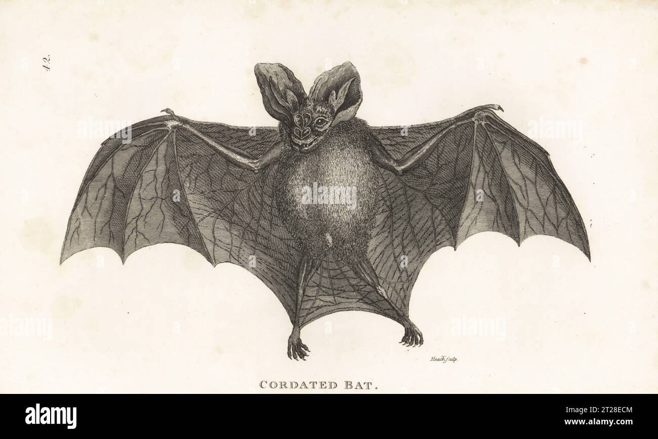 Lesser false vampire bat, Megaderma spasma. Cordated bat, Vespertilio