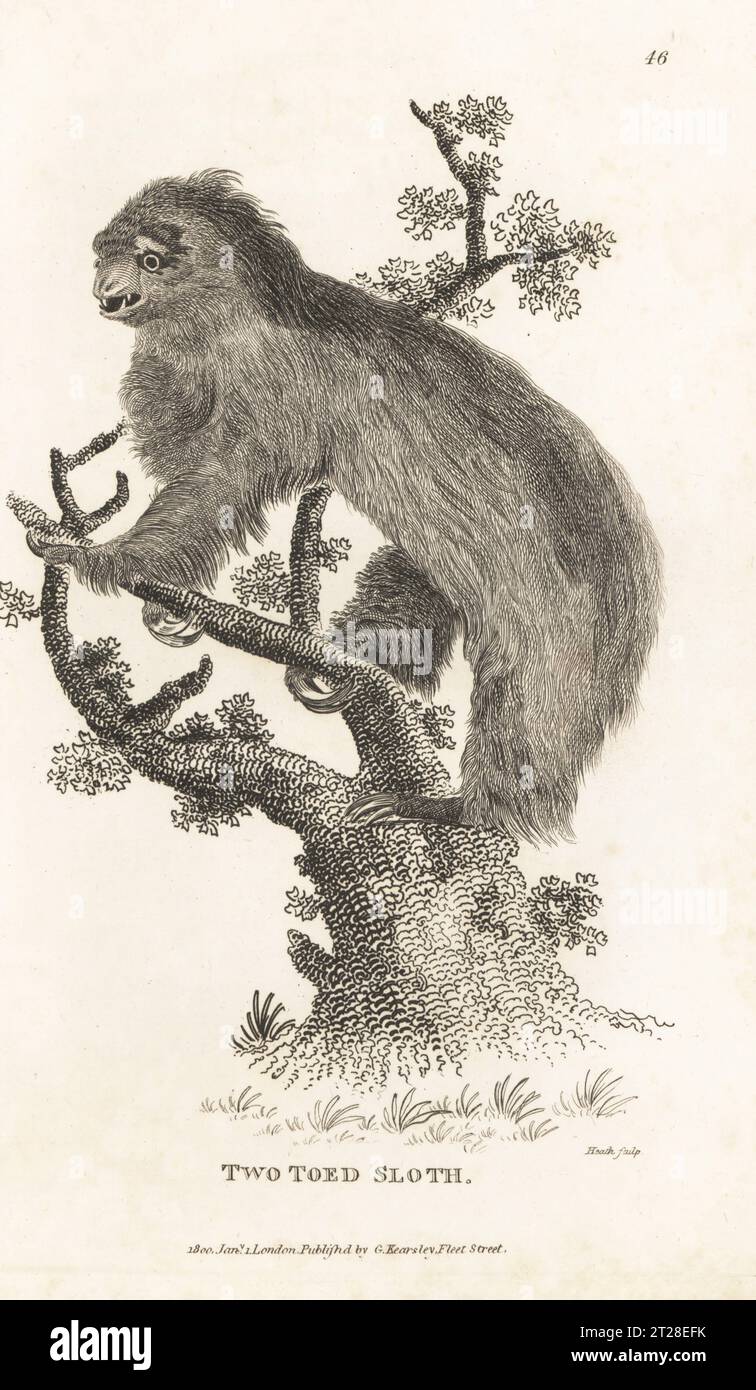 Linnaeus's two-toed sloth, Choloepus didactylus. Two-toed sloth, Bradypus didactylus. After an illustration by Charles Reuben Ryley in Museum Leverianum, 1792. Copperplate engraving by James Heath from George Shaw’s General Zoology: Mammalia, G. Kearsley, Fleet Street, London, 1800. Stock Photo