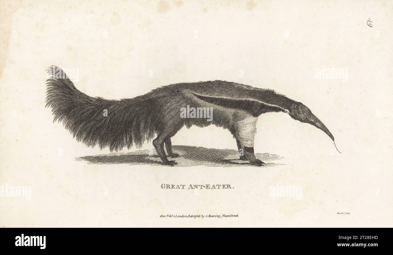 Giant anteater, Myrmecophaga tridactyla. Great ant-eater, Myrmecophaga jubata. After an illustration by Charles Reuben Ryley in Museum Leverianum, 1792. Copperplate engraving by James Heath from George Shaw’s General Zoology: Mammalia, G. Kearsley, Fleet Street, London, 1800. Stock Photo