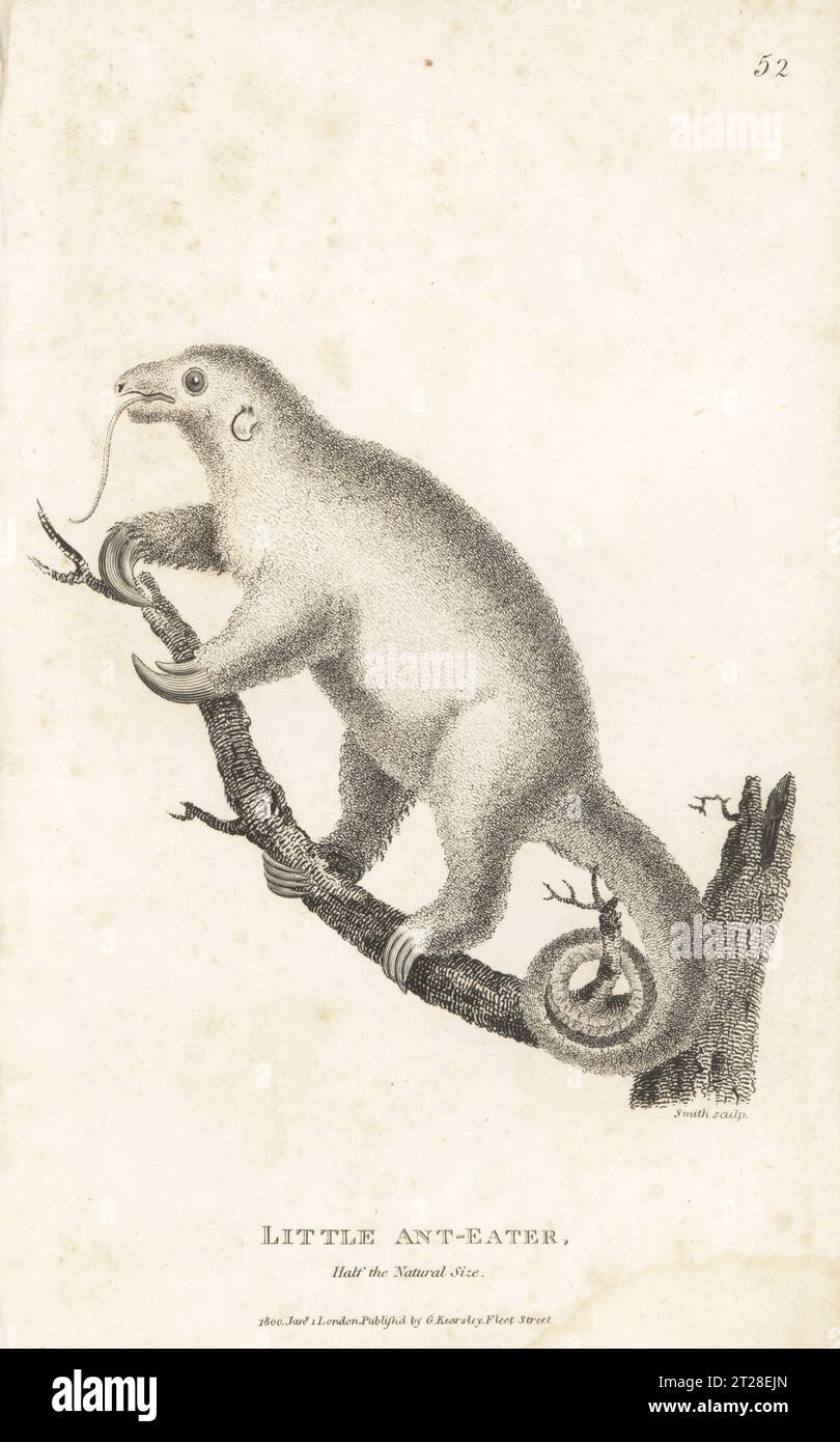 Silky anteater or pygmy anteater, Cyclopes didactylus. Little ant-eater, Myrmecophaga didactyla. After a beautiful specimen in the Leverian Museum. Copperplate engraving by Sarah Smith from George Shaw’s General Zoology: Mammalia, G. Kearsley, Fleet Street, London, 1800. Stock Photo