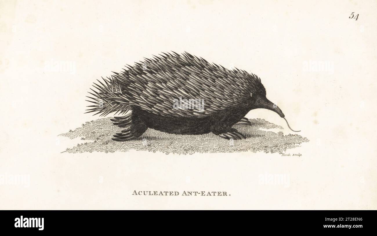 Short-beaked echidna or short-nosed echidna, Tachyglossus aculeatus. Native to New Holland (Australia). Aculeated ant-eater, Myrmecophaga aculeata. After an illustration by the Port Jackson Painter. Copperplate engraving by James Heath from George Shaw’s General Zoology: Mammalia, G. Kearsley, Fleet Street, London, 1800. Stock Photo
