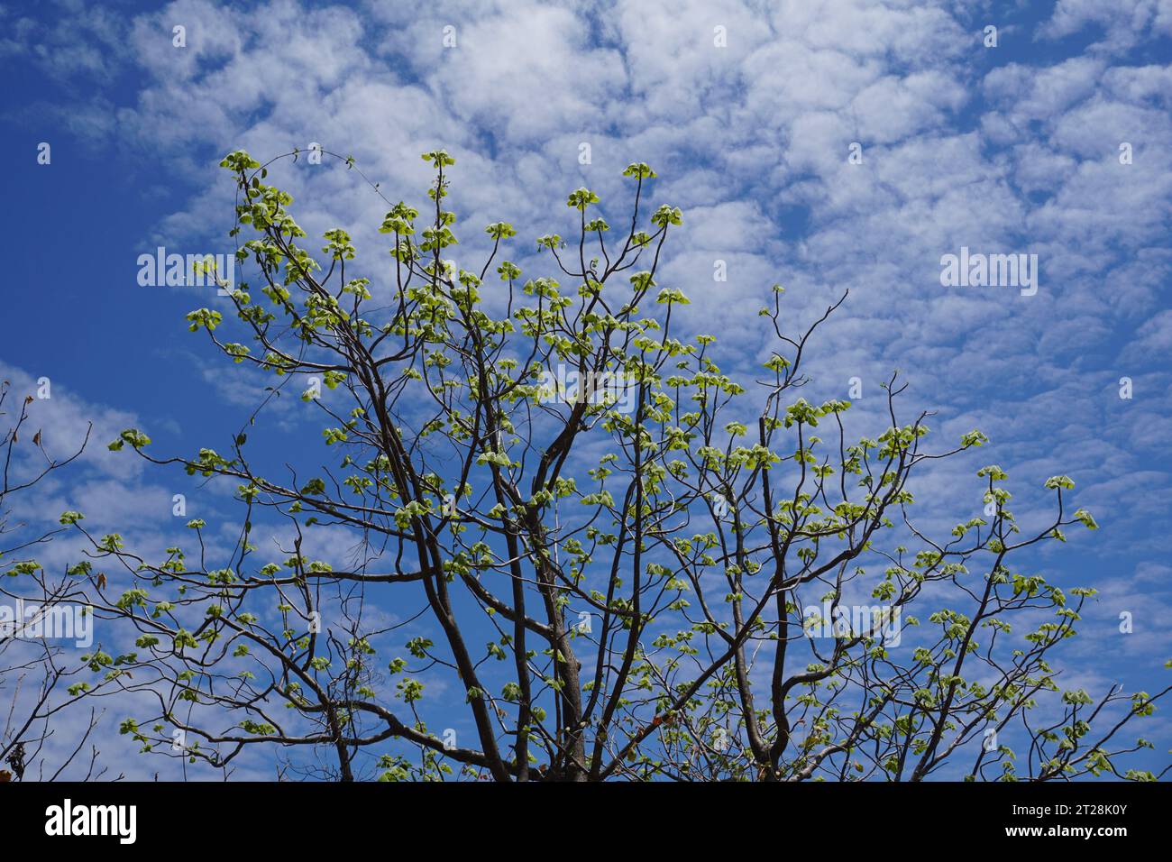 Tree branches with spring buds against blue sky with soft clouds Stock Photo