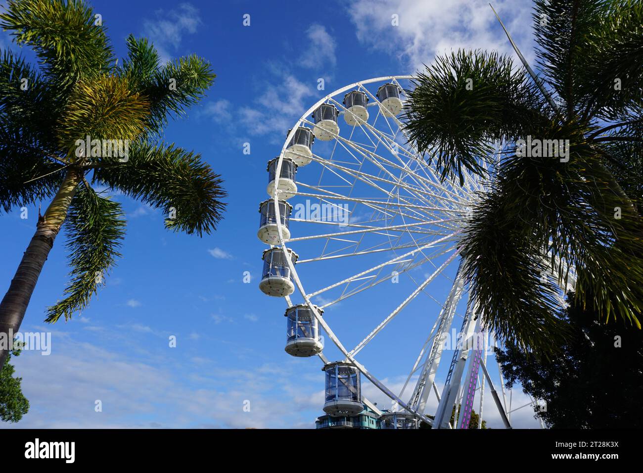 Looking up through palm trees at ferris wheel the Reef Eye on Cairns