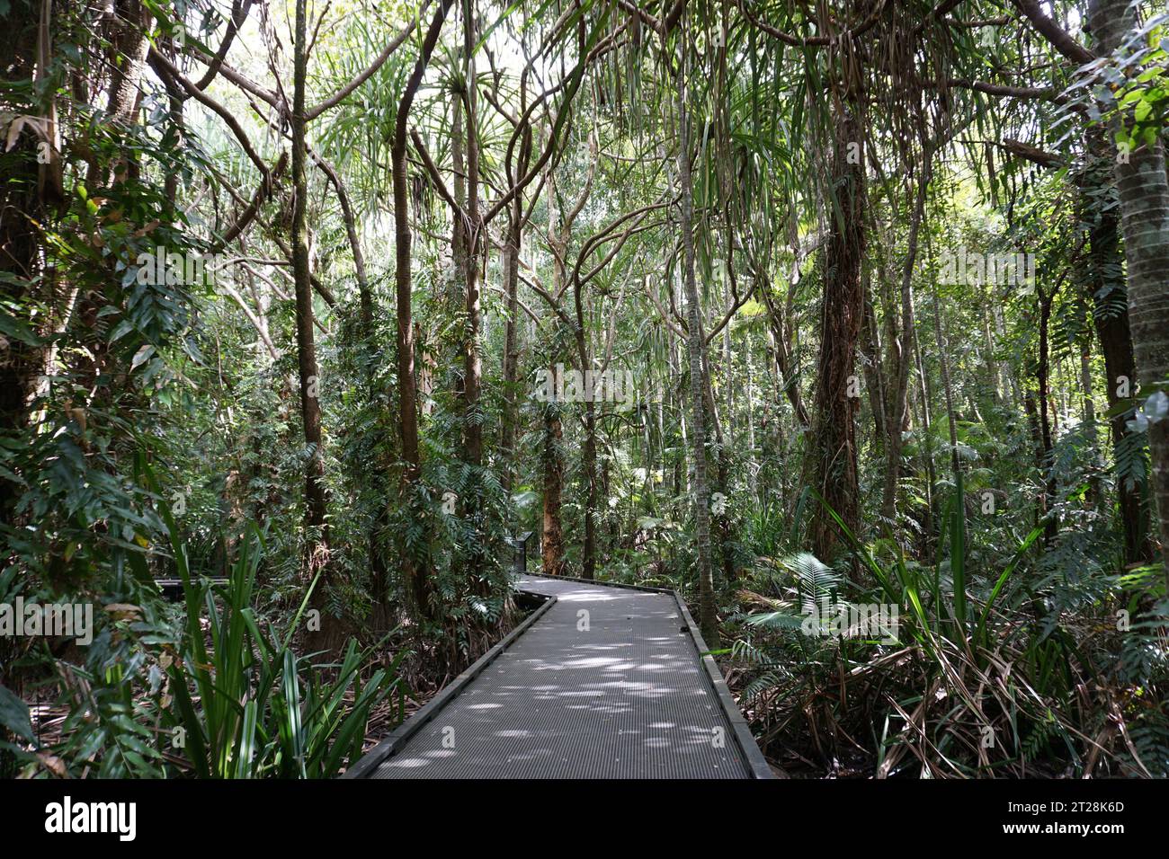 boardwalk leading through tropical plants and palm trees in cairns