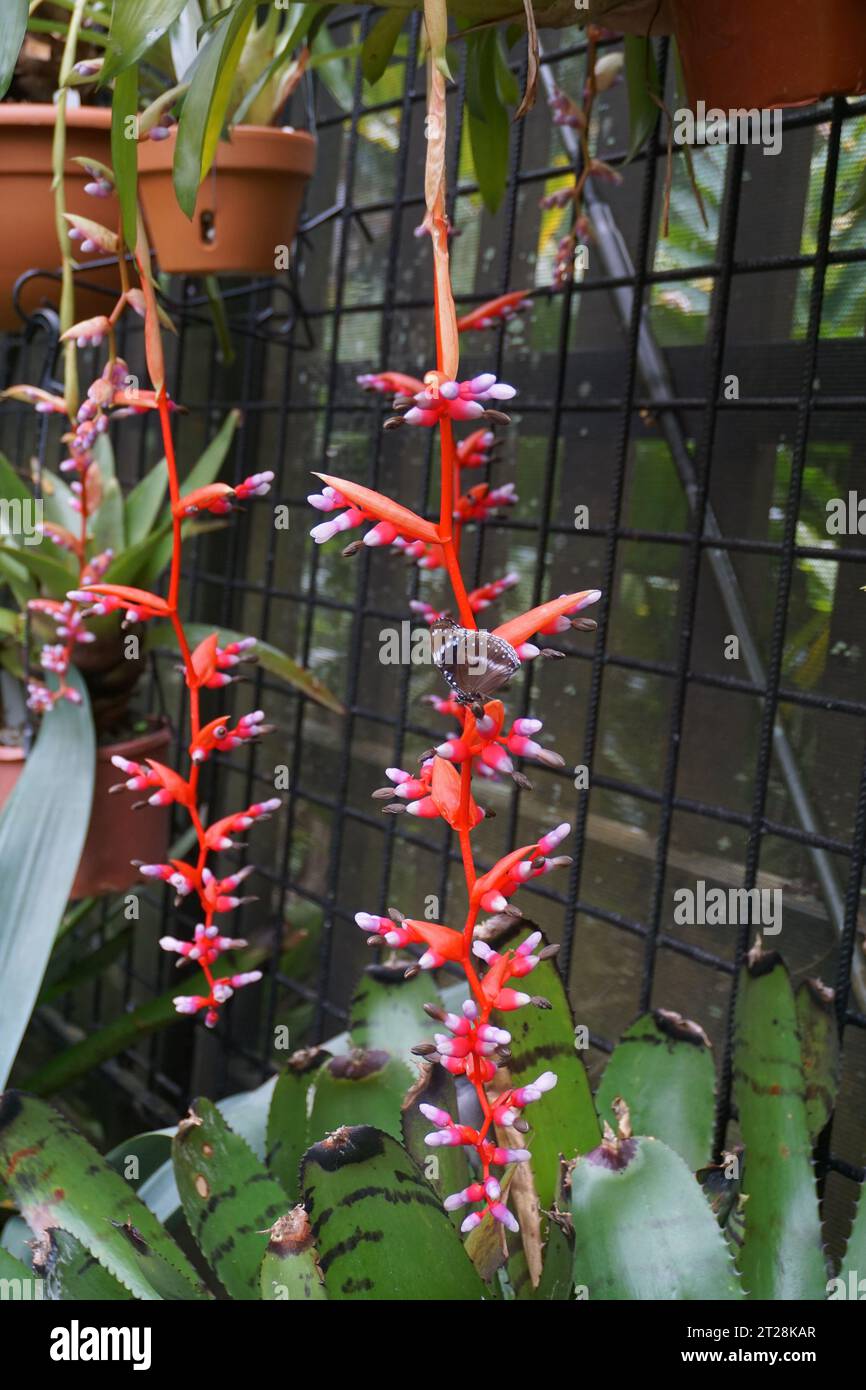 Blooming red and pink bromeliad (aechmea weilbachii) pendula with butterfly (Rhopalocera) in Cairns Botanic Garden, Cairns, Queensland, Australia Stock Photo