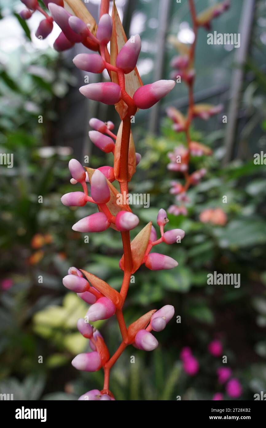 Close-up of blooming red and pink bromeliad (aechmea weilbachii) pendula in greenhouse in Cairns Botanic Garden, Cairns, Queensland, Australia Stock Photo
