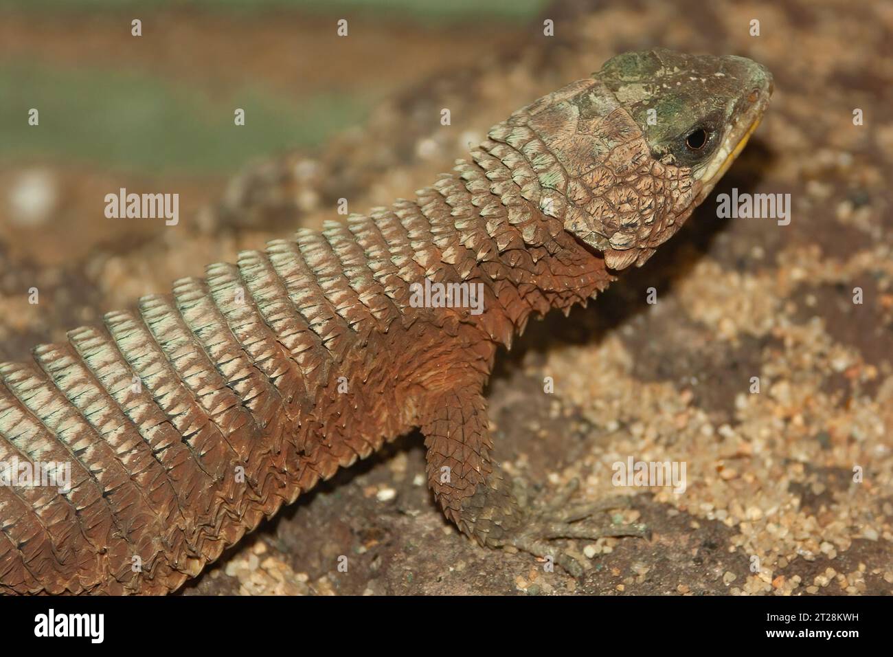 Closeup on a giant girdled lizard, Cordylus giganteus sitting on wood Stock Photo