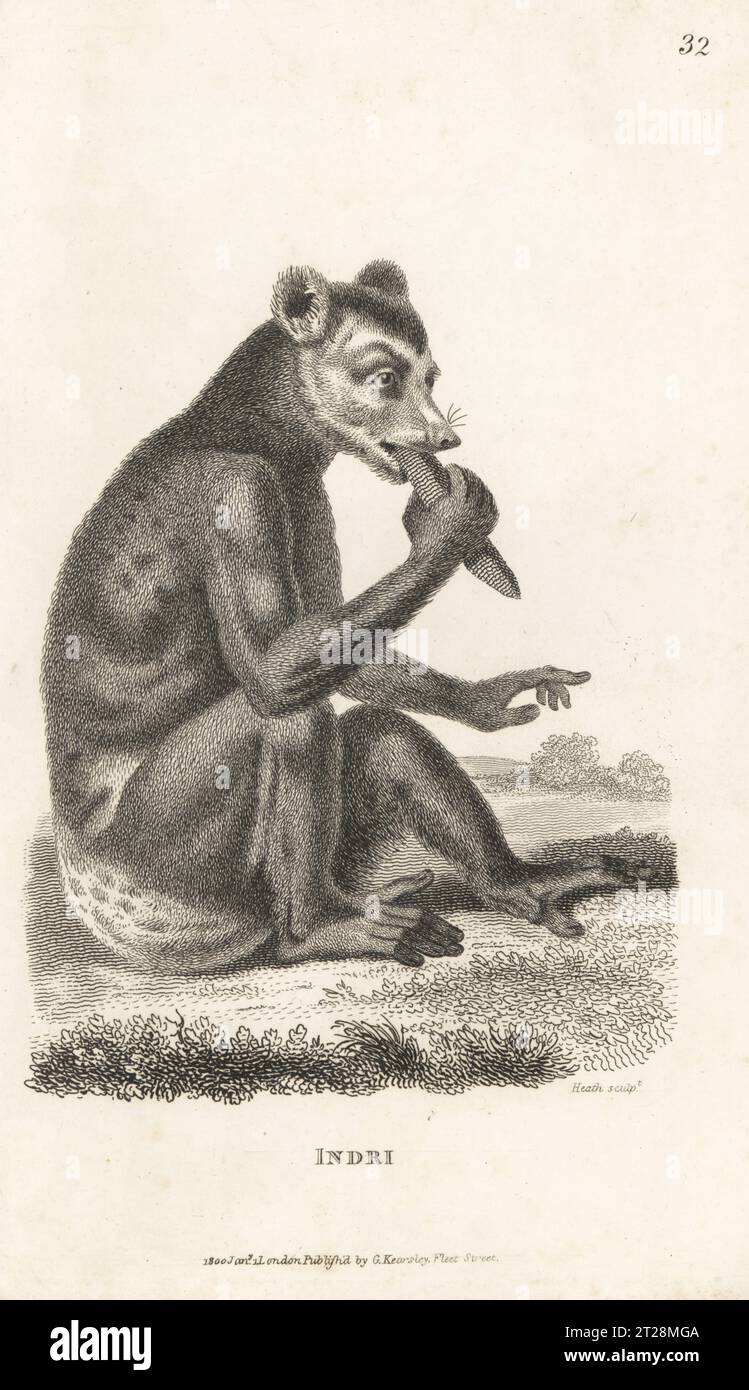 Indri or babaktoto, Indri indri, critically endangered. Indri, Lemur indri. After an illustration by Pierre Sonnerat. Copperplate engraving by James Heath from George Shaw’s General Zoology: Mammalia, G. Kearsley, Fleet Street, London, 1800. Stock Photo