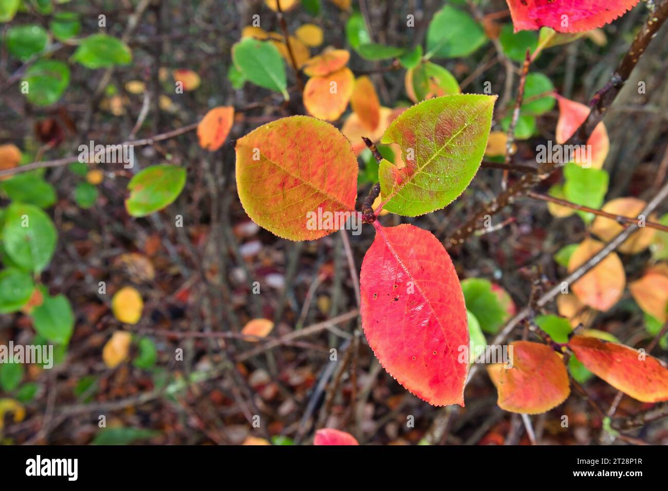 aronia prunifolia autumn leaves Stock Photo