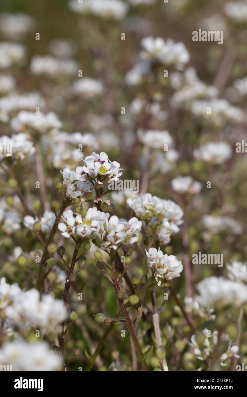 Common Scurvygrass Cochlearia officinalis full of vitamin C to treat Scurvy in the 17th century Stock Photo