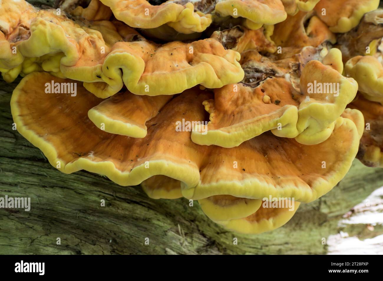 Chicken Of The Woods Mushroom Laetiporus Sulphureus Stock Photo Alamy chicken-of-the-woods-mushroom-laetiporus-sulphureus-stock-photo-alamy