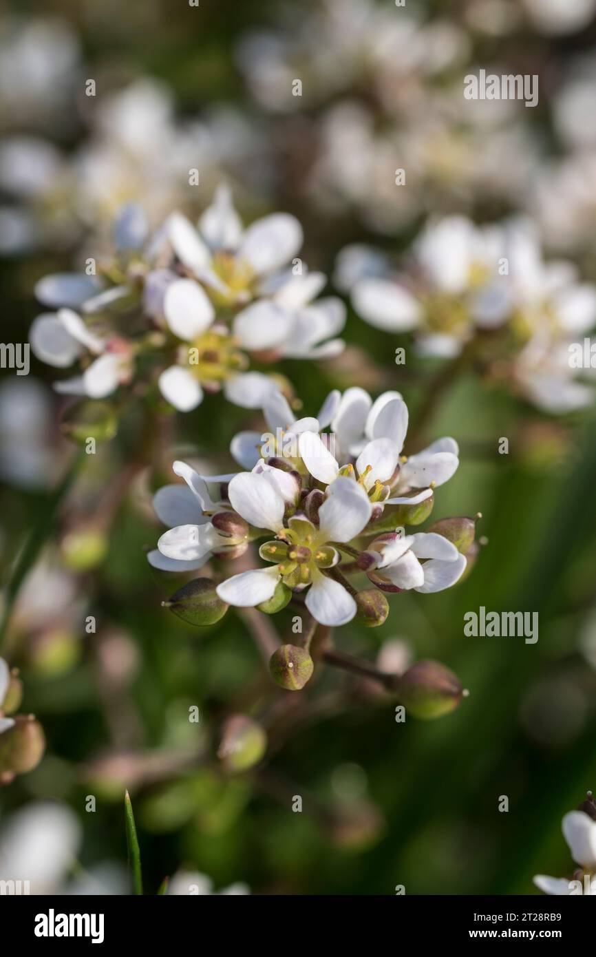 Common Scurvygrass Cochlearia officinalis full of vitamin C to treat Scurvy in the 17th century Stock Photo