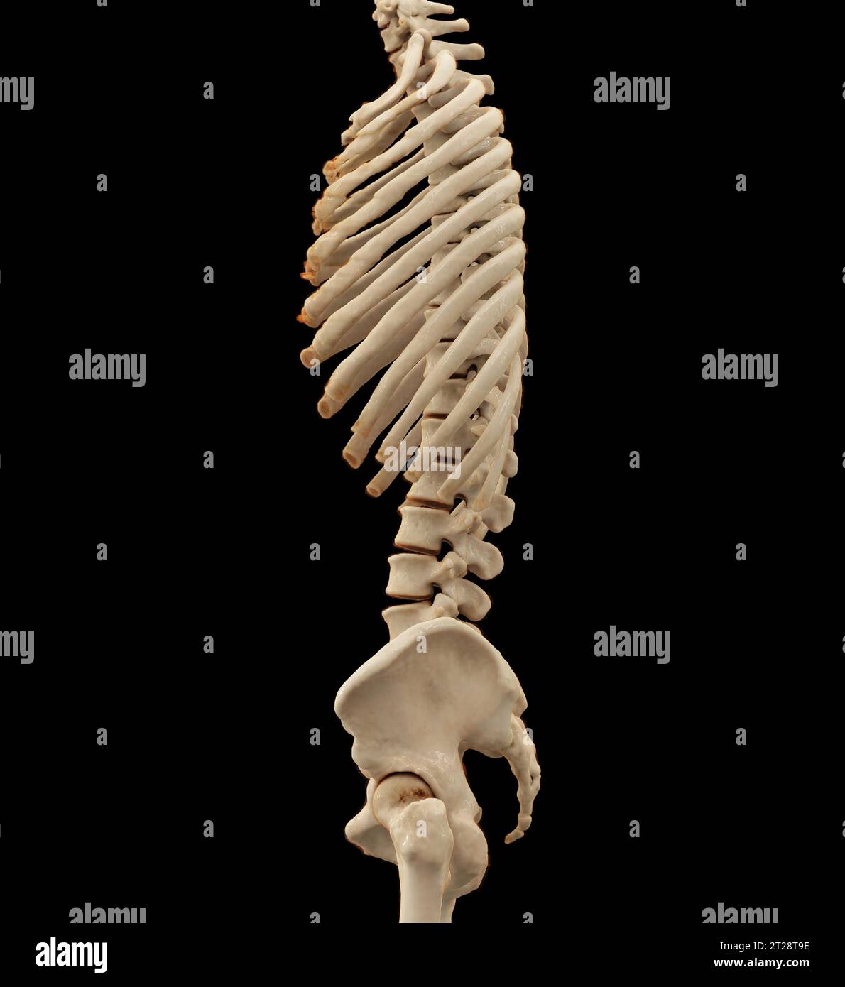 CT scan of thoracic and lumbar spine 3d rendering . Stock Photo