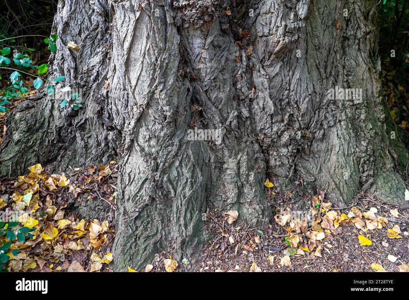 old tree trunk in the forest Stock Photo
