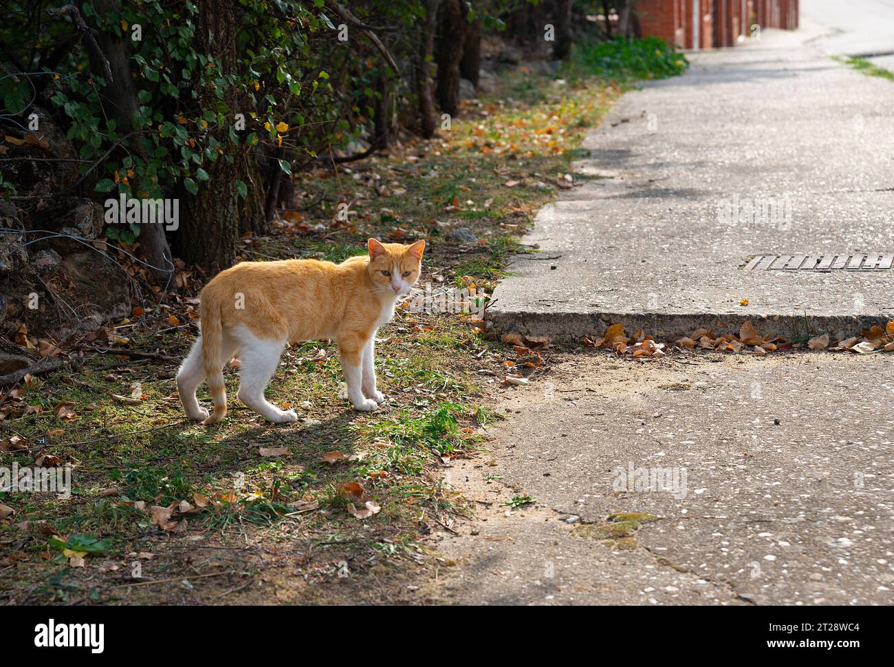 Young tabby and white cat Stock Photo - Alamy