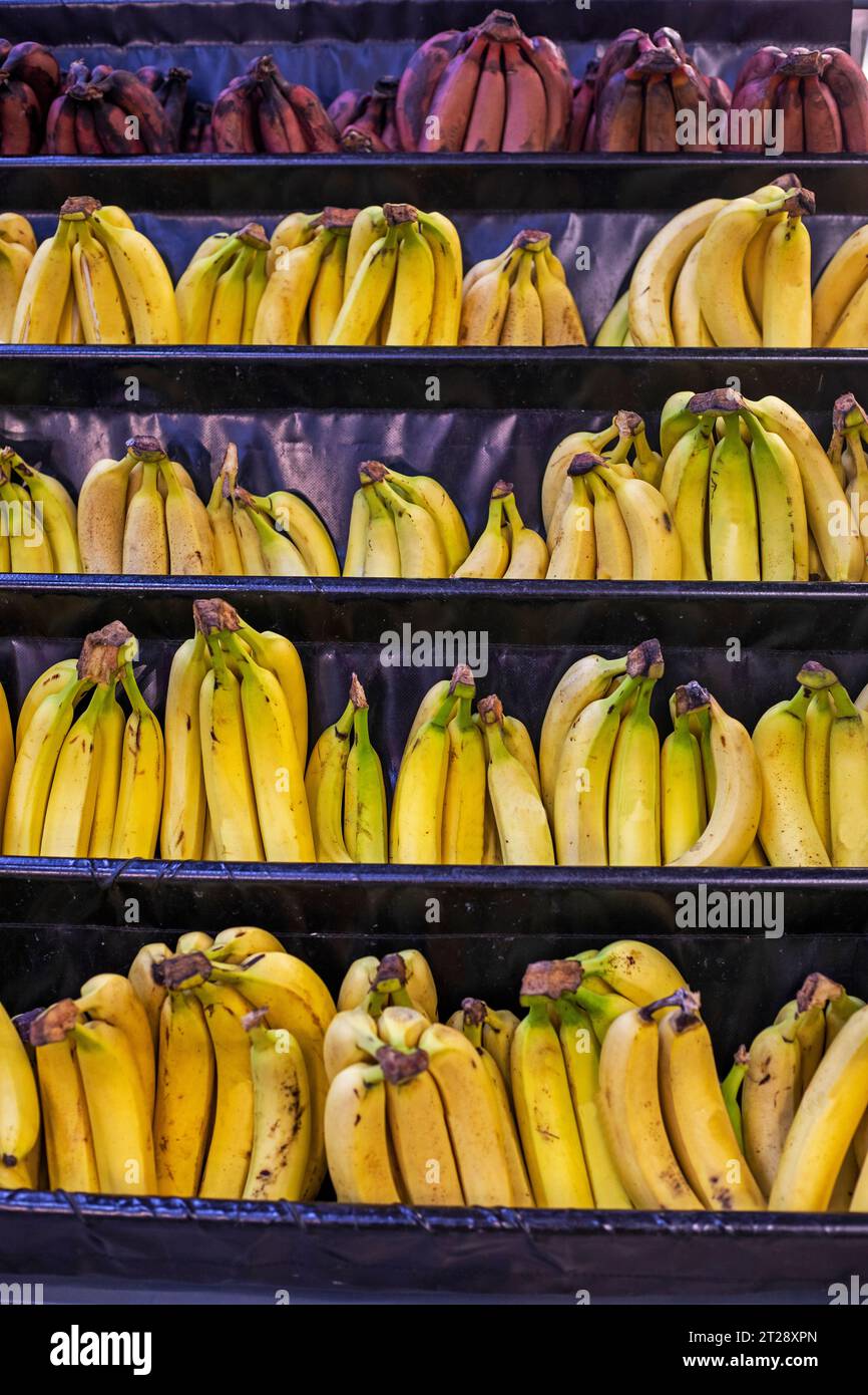 three different types of bananas on the counter in a store Stock Photo