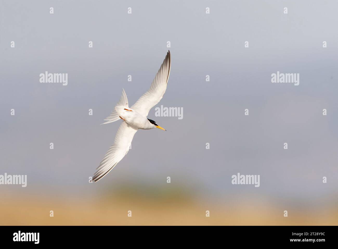 flying-adult-little-tern-sternula-albifrons-at-coastal-marsh-on-the