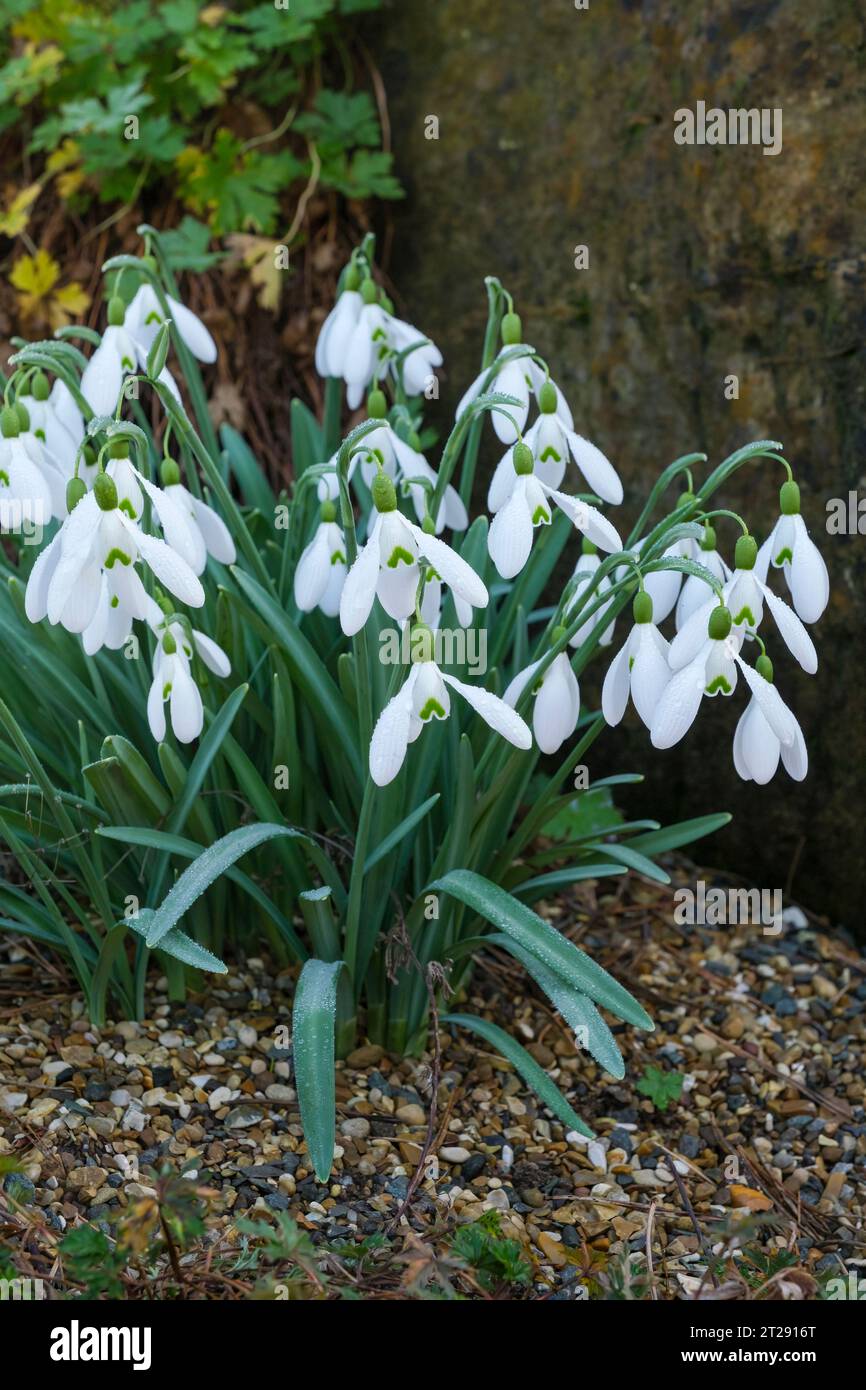 Galanthus Benton Magnet, snowdrop Benton Magnet, flowering in late winter/early spring Stock Photo