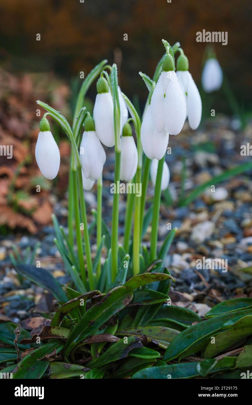 Galanthus nivalis Neil Fraser, Galanthus Neill Fraser, snowdrops flowering in late winter/early spring Stock Photo