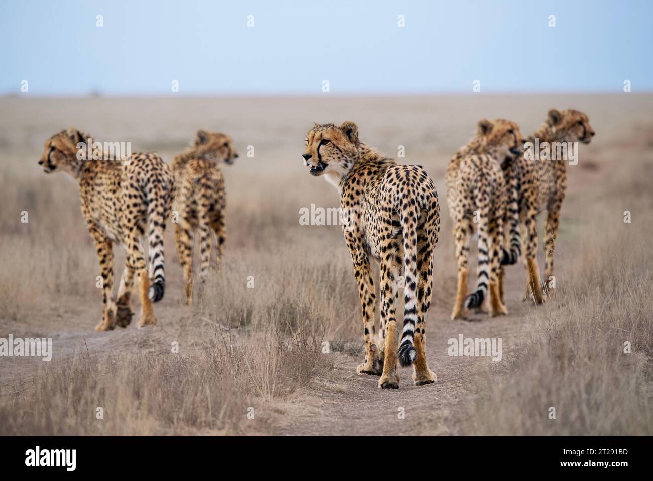 Scanning for prey hi-res stock photography and images - Alamy