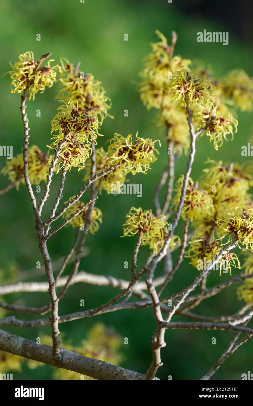 Hamamelis × intermedia Pallida, witch hazel Pallida,  Hamamelis mollis Pallida, deciduous shrub, yellow flowers, with relatively broad petals  in late Stock Photo