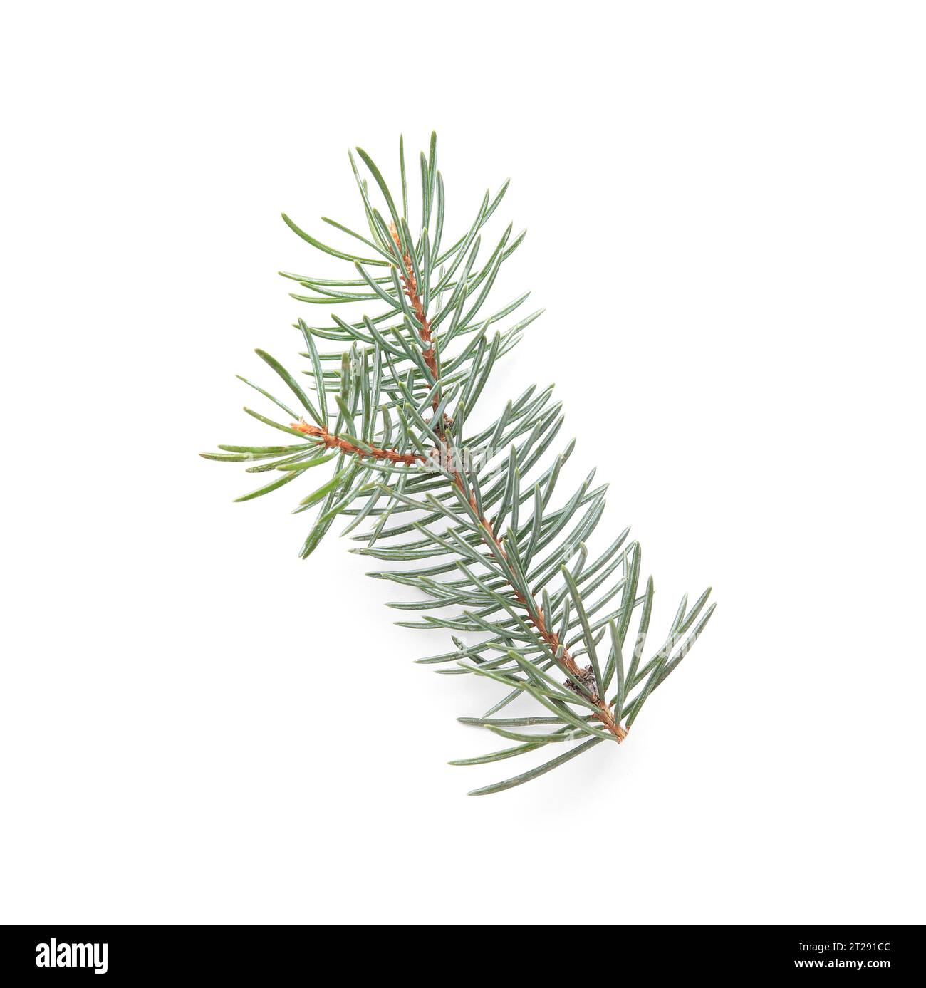 Beautiful fir branch isolated on white background Stock Photo - Alamy