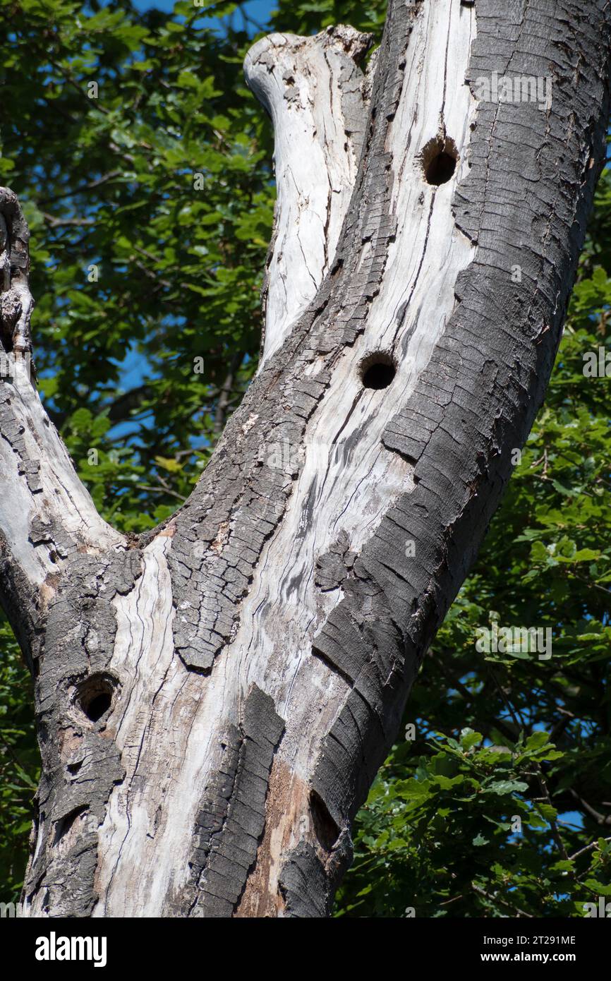 British Woodpecker nesting holes in a dead Birch tree Stock Photo - Alamy