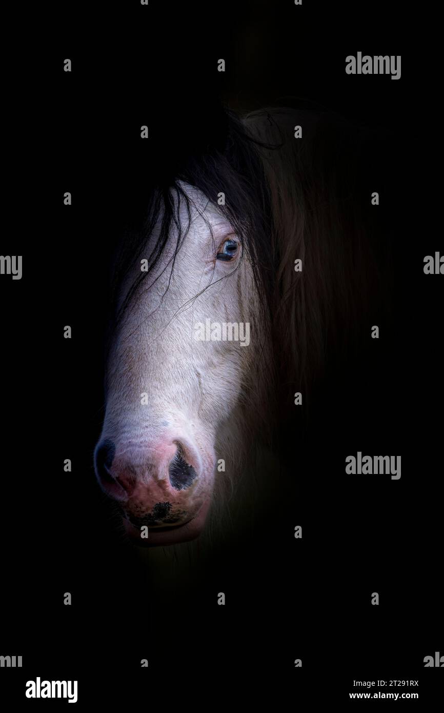 Horse with blue eyes portrait Stock Photo