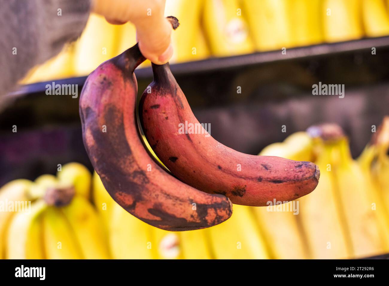 holding in hand a bunch of small brown bananas in a supermarket store Stock Photo
