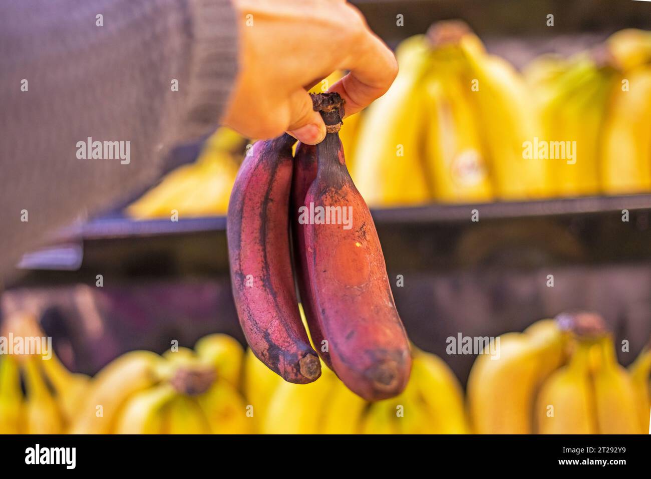 holding in hand a bunch of small brown bananas in a supermarket store Stock Photo
