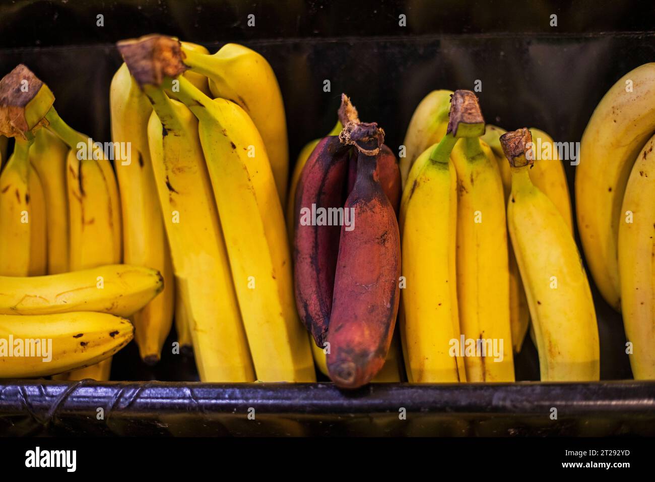 three different types of bananas on the counter in a supermarket Stock Photo