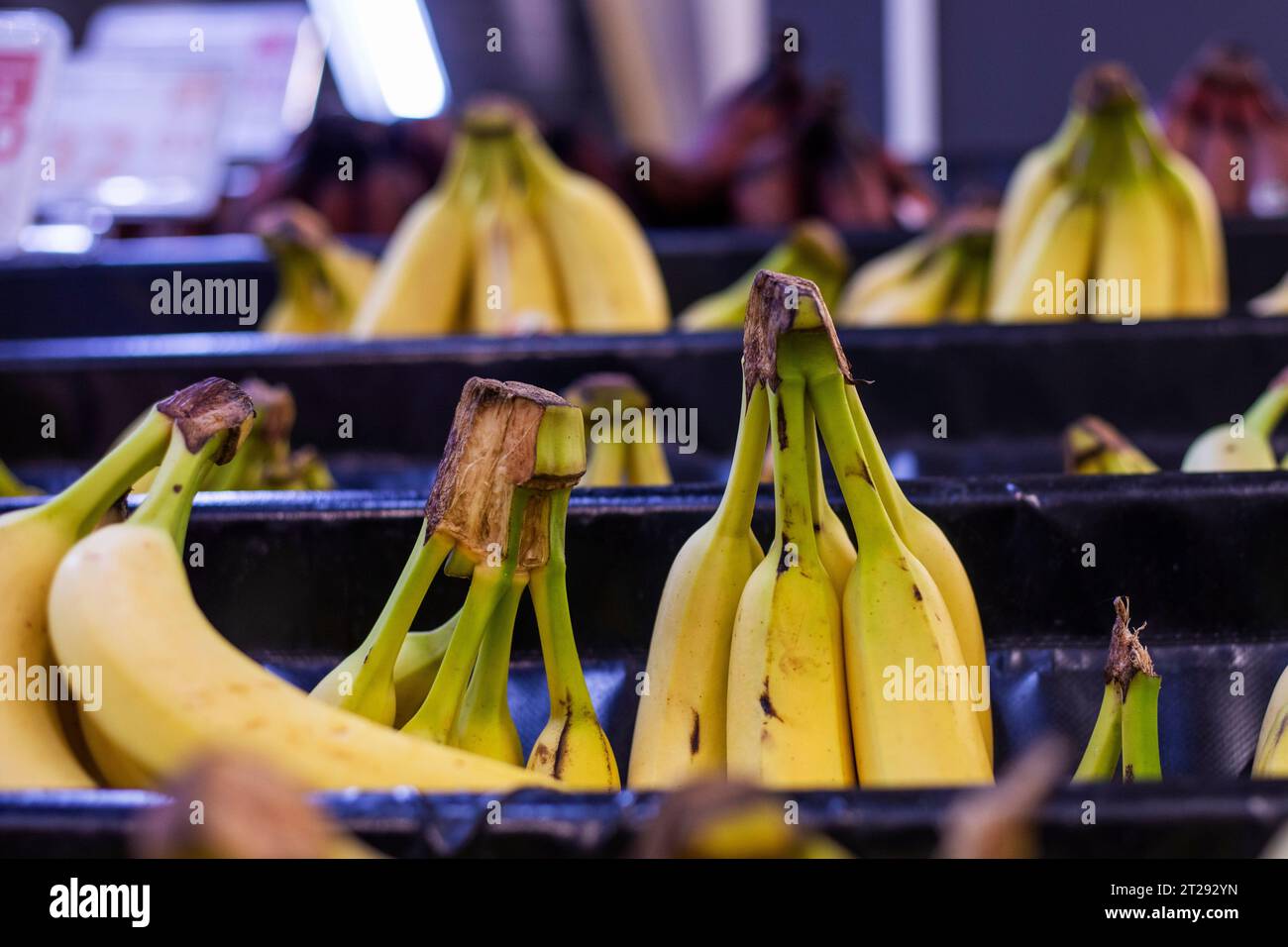 three different types of bananas on the counter in a store Stock Photo