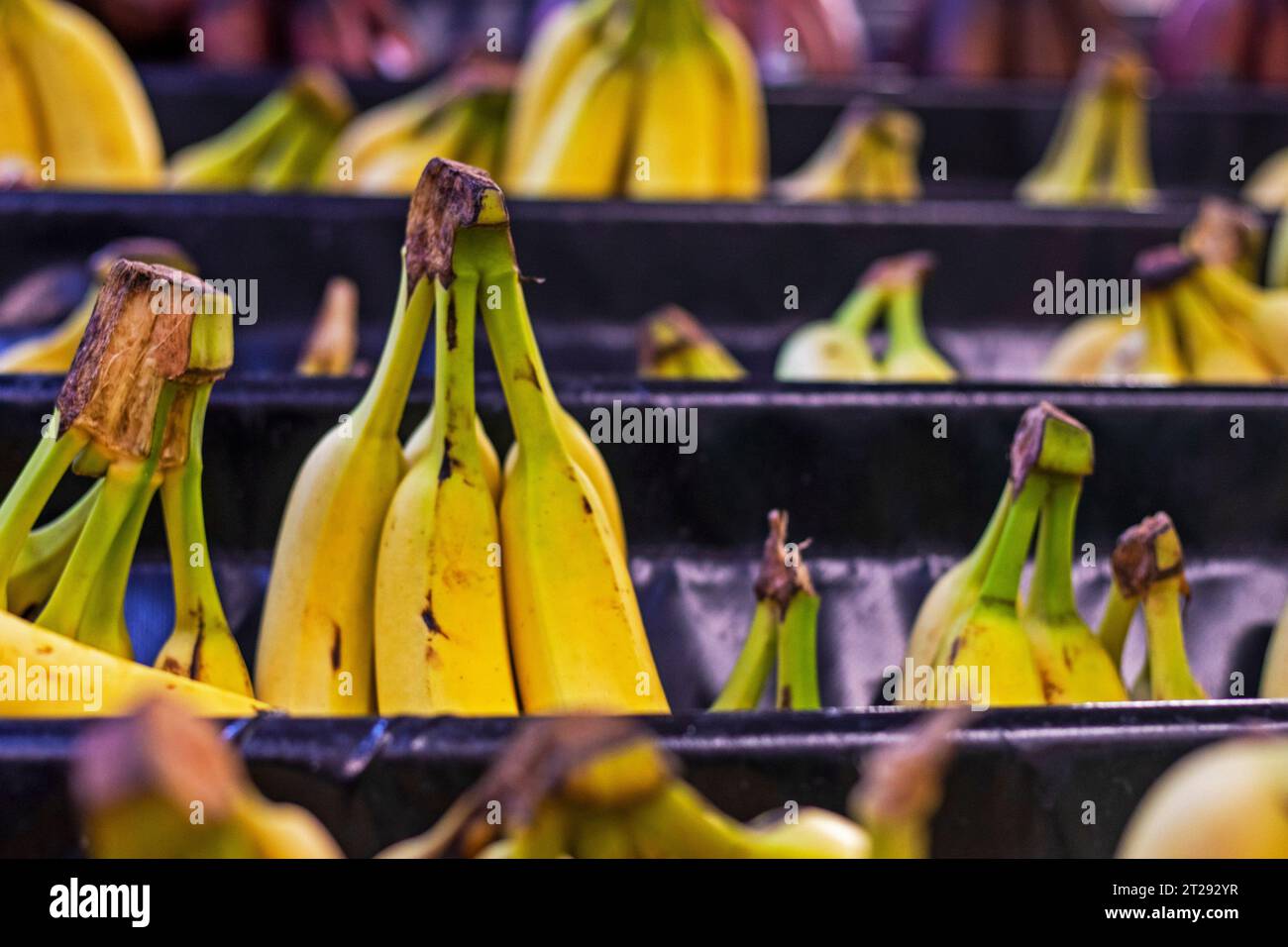 three different types of bananas on the counter in a store Stock Photo