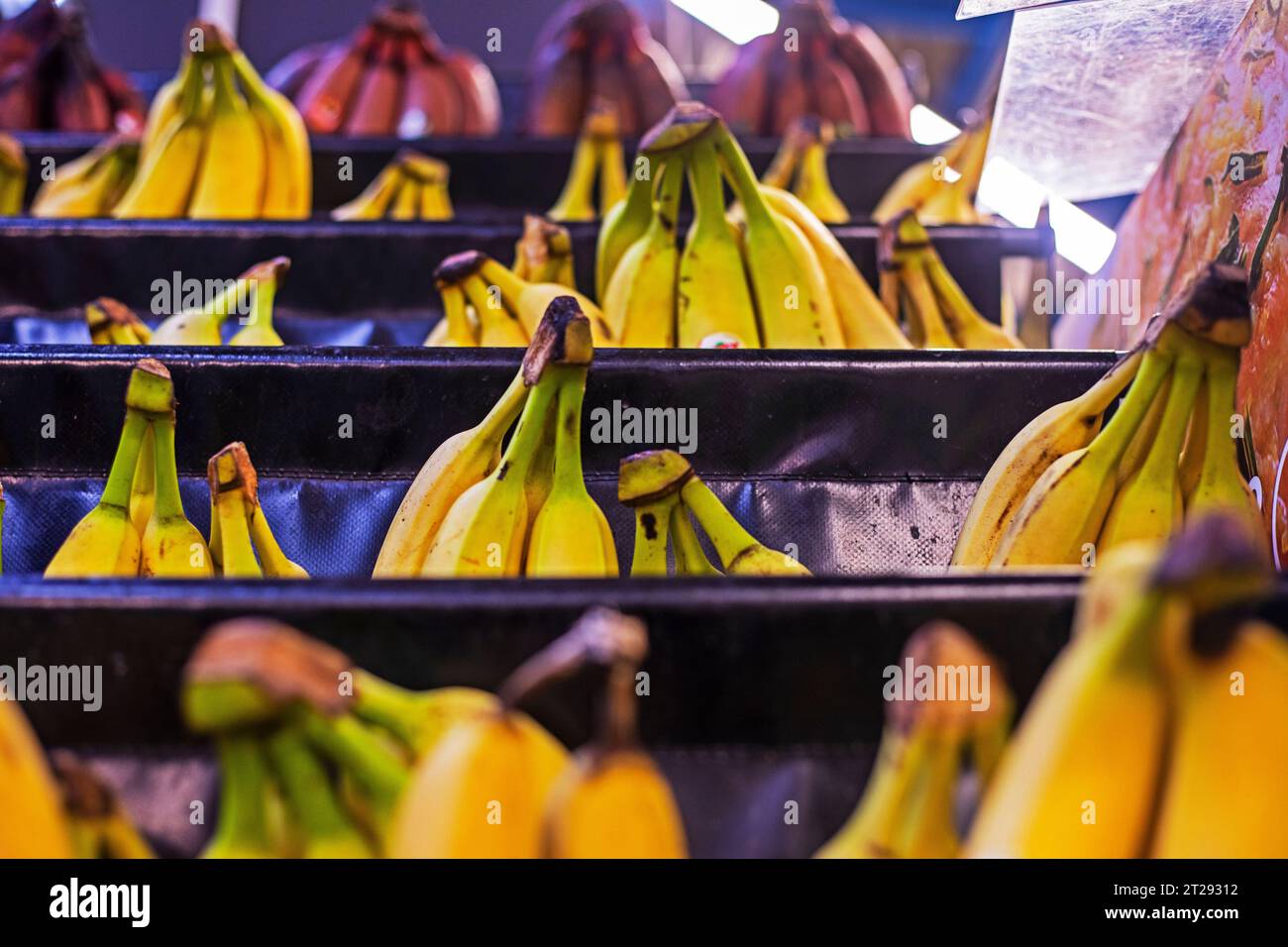 three different types of bananas on the counter in a store Stock Photo