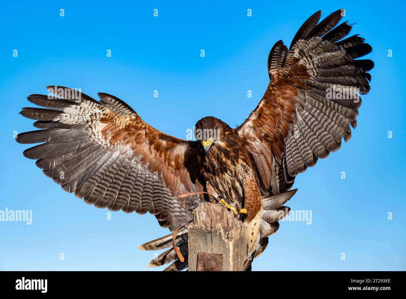 Harris's Hawk bird of prey with wings outstretched Stock Photo - Alamy